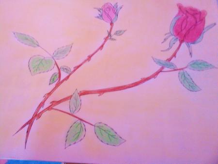 rose
